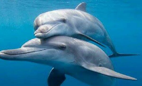 Pescadores avistaron delfines nadando en el Lago de Maracaibo