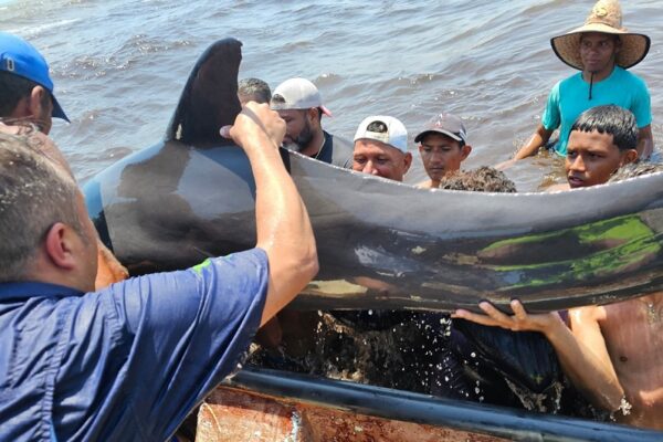 Así fue el rescate de los 200 delfines que estaban varados en una playa de Falcón