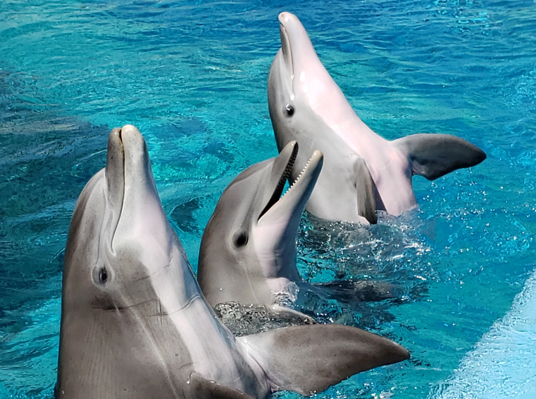 Cierran acuario en Miami tras irregularidades