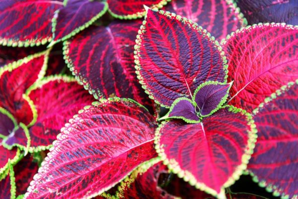 Jardinería emocional: cuando las flores y plantas hacen brotar recuerdos | Estilo de vida EL PAÍS