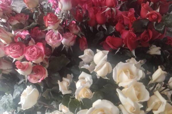 Trujillo produce variedad de flores exportables