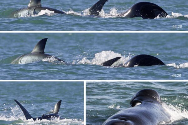 Una orca devora sola a un tiburón en dos minutos y desafía los hábitos de la caza grupal | Ciencia