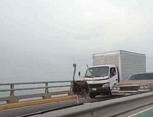 Los avestruces que causaron revuelo en el Puente sobre el Lago de Maracaibo