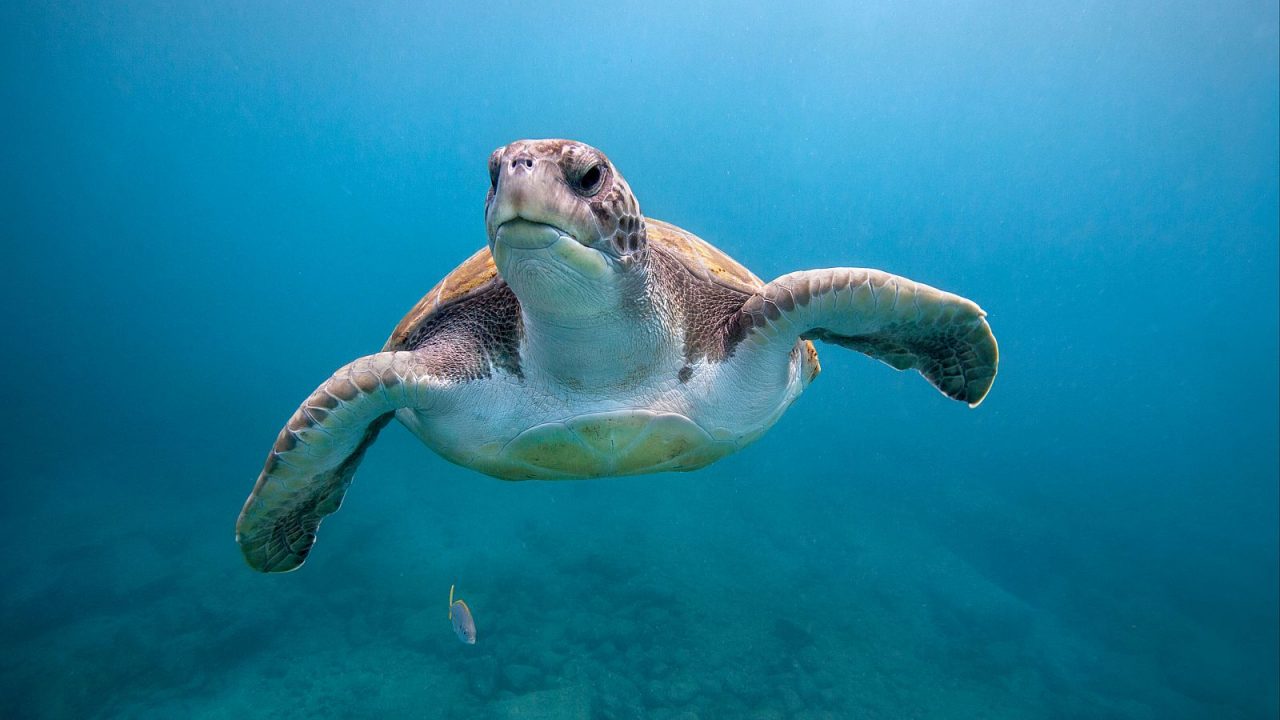 "Los océanos se encuentran en un punto crítico"