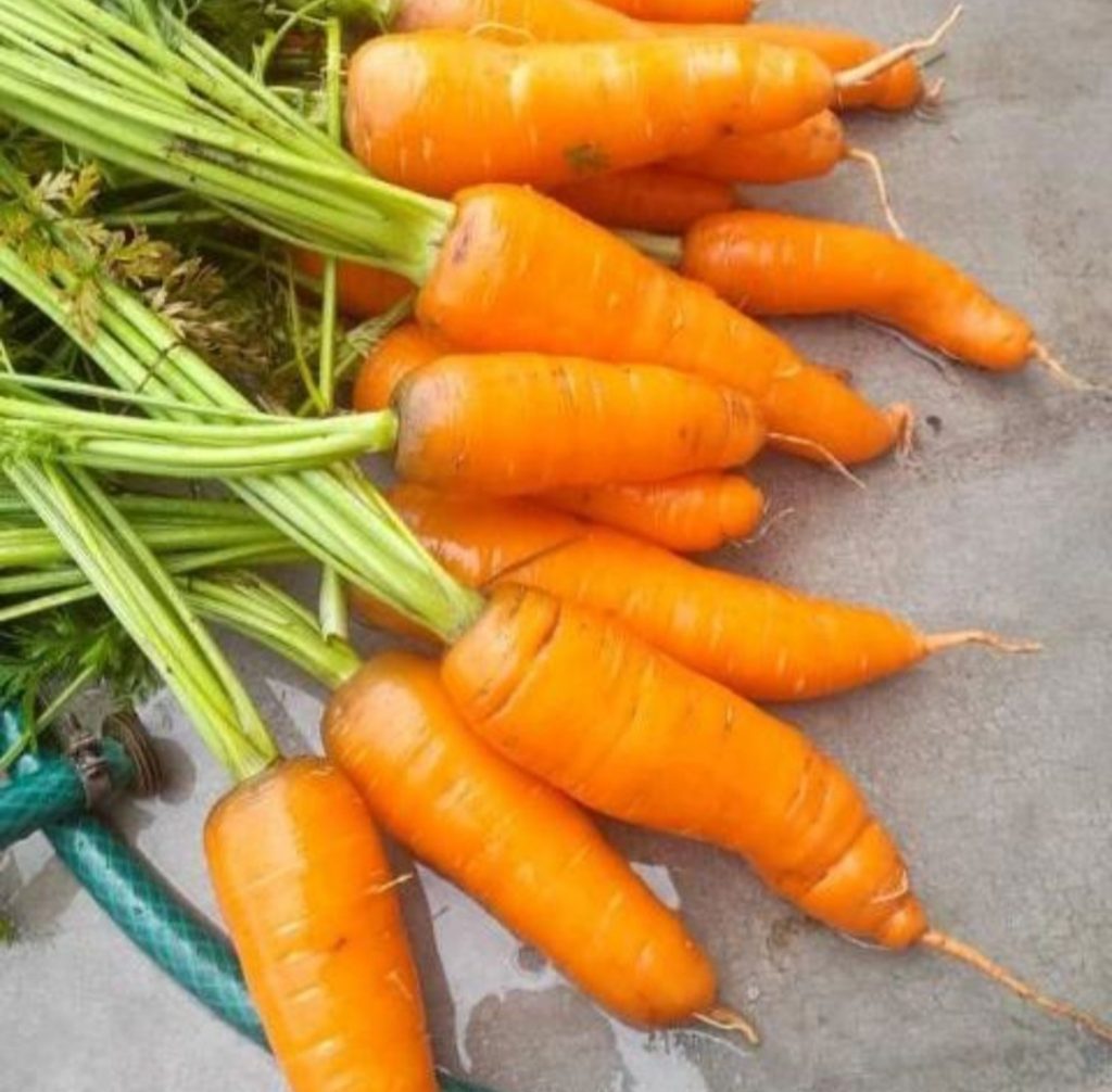 Pueblo Llano produce la mayor cantidad de papa y zanahoria