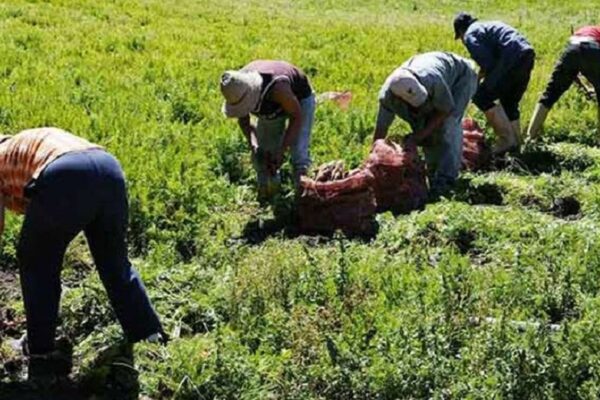 El abastecimiento hoy día en el país se está dando con producción nacional