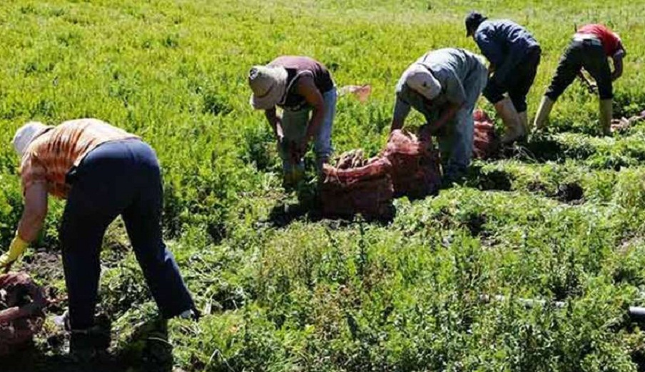 El abastecimiento hoy día en el país se está dando con producción nacional