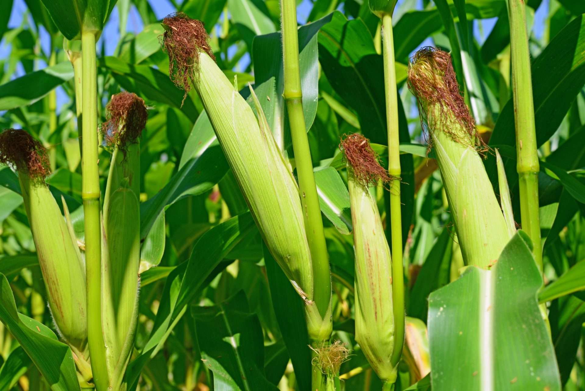 En Monagas los suelos son para cosechar maíz