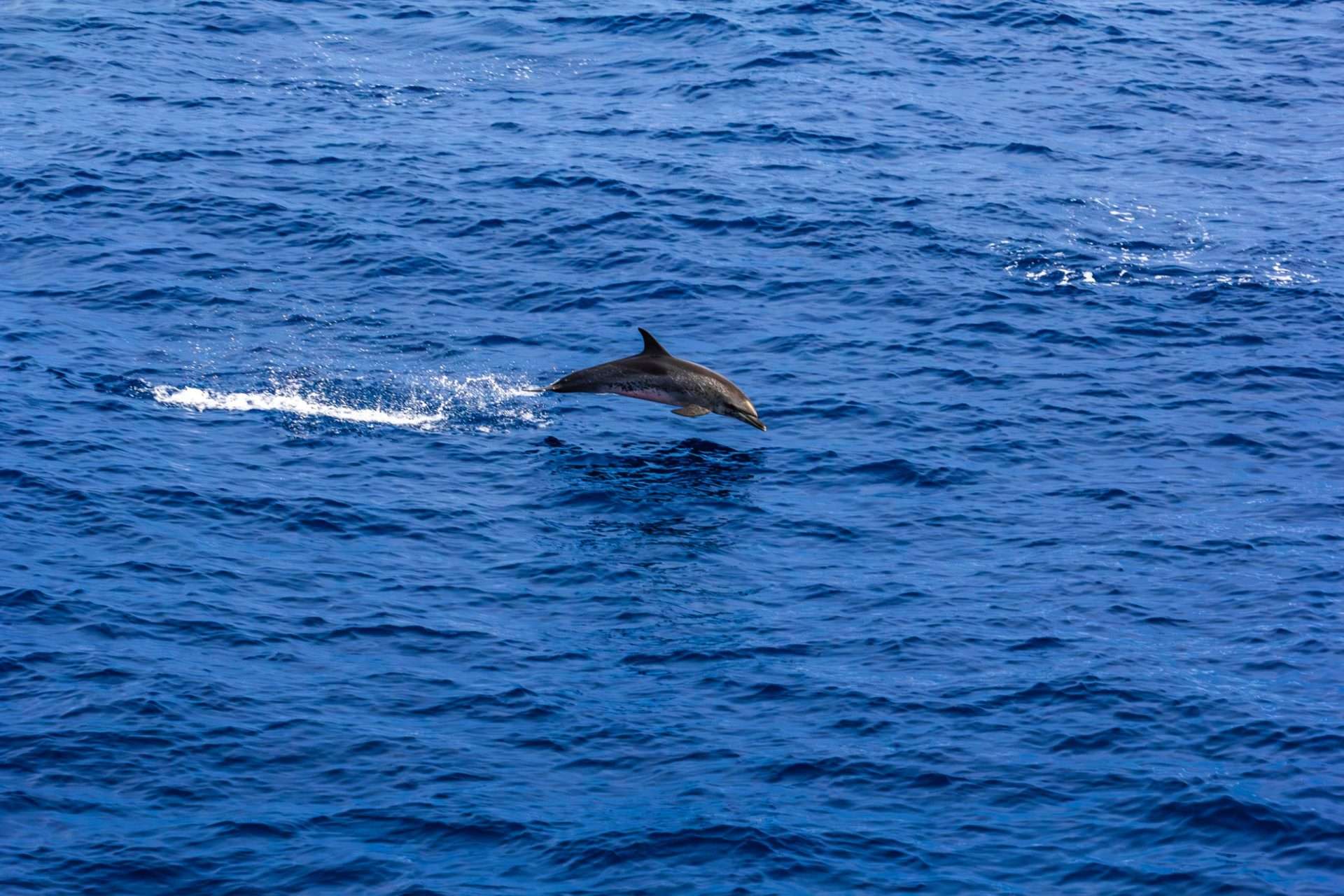 Evalúan la presencia de cetáceos entre costa de La Guaira e Isla de Aves