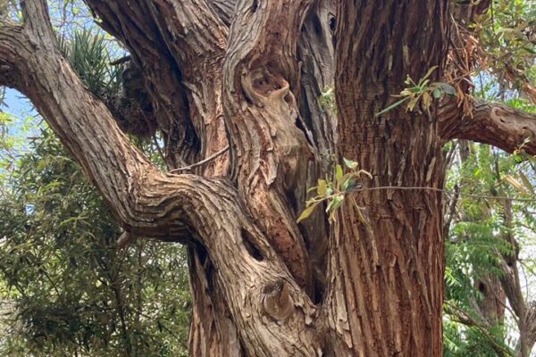 Convocan a 2do concurso fotográfico de árboles de arboles centenarios