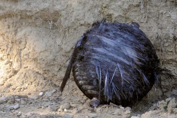 Familia pide $ 80 mil por basura espacial que provocó agujero en techo de su casa