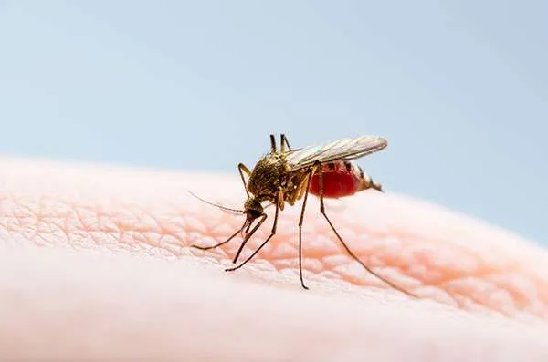 Latinoamérica repunta con los casos de dengue