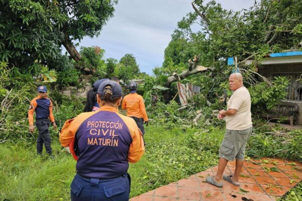 PC atendió emergencia tras la caída de gran árbol en Maturín PC atendió emergencia tras la caída de gran árbol en Maturín
