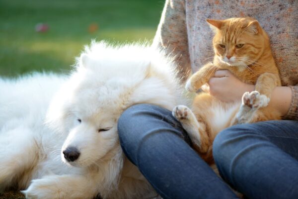 Riesgos para la salud de perros y gatos en verano y cómo evitarlos | Estilo de vida EL PAÍS