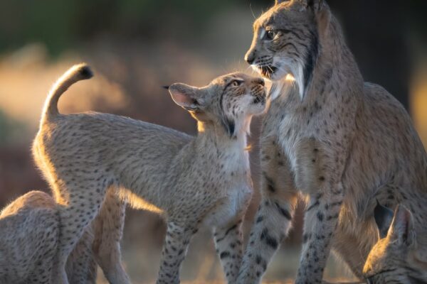 ¿Que el lince deje de estar en peligro de extinción puede reducir los fondos europeos para la especie? | Clima y Medio Ambiente