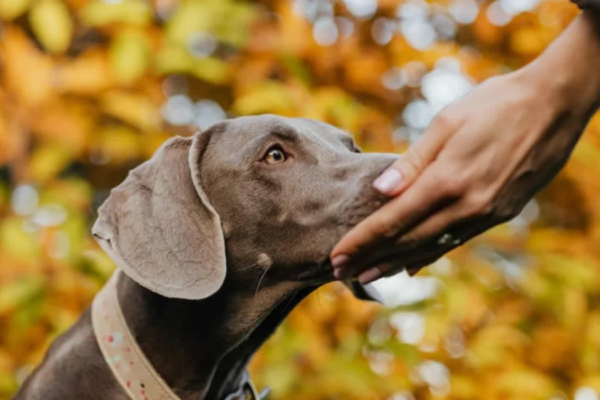 Los 3 animales capaces de detectar enfermedades en seres humanos