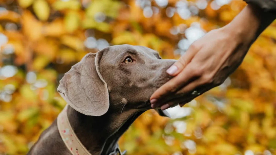 Los 3 animales capaces de detectar enfermedades en seres humanos