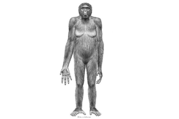El esqueleto de ‘Ardi’ y los hombres rudos que pusieron patas arriba la evolución humana | Cultura EL PAÍS