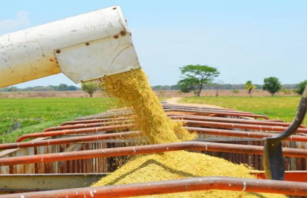 Producción de Arroz podría aumentar un 27 % respecto a las siembras de 2023 (Fevearroz)