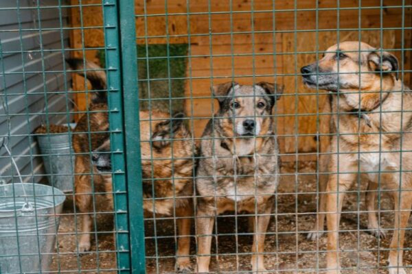 Rescatista de animales gana lotería y construirá un refugio para peludos