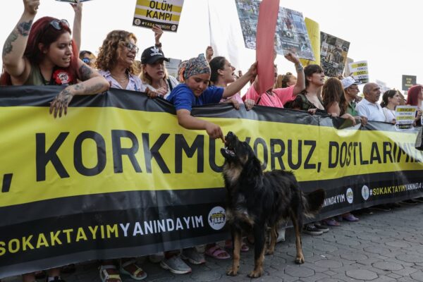 Una ley para acabar con los perros callejeros agita Turquía | Internacional