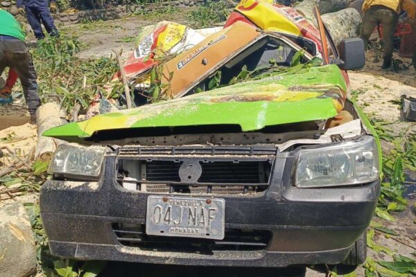 Árbol de especie Higuerón destruyó vehículo en Mérida