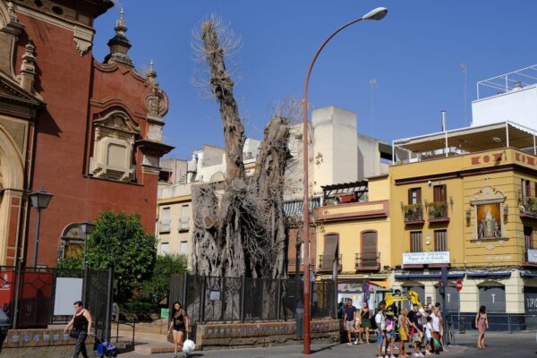 Los expertos dan por muerto al ficus centenario cuya poda drástica autorizó el Ayuntamiento de Sevilla | España EL PAÍS