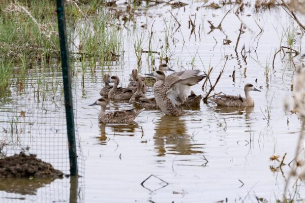 Cerceta pardilla: El pato más amenazado de Europa remonta el vuelo al ralentí | Clima y Medio Ambiente EL PAÍS