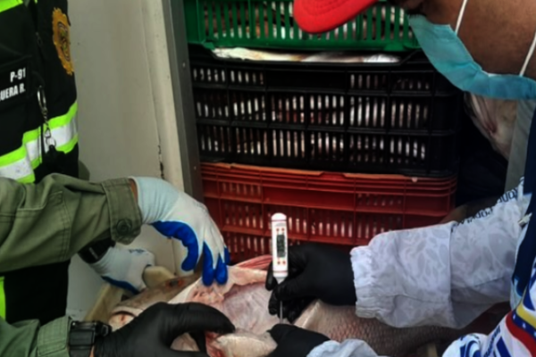 Inspeccionaron pescado para exportar a Países Bajos