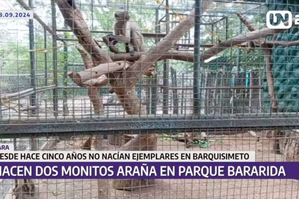 Nacen dos monitos en parque Bararida de Barquisimeto