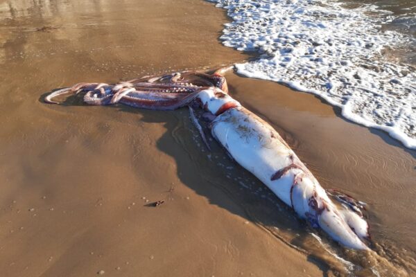 Un calamar gigante, varado en una playa de Llanes | España EL PAÍS