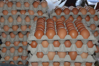 huevos