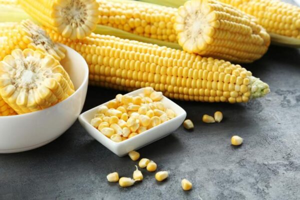 Fedeagro: 64,29 % de la cosecha de maíz se quedó sin comercializar este año