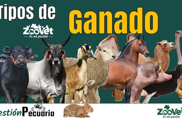 Tipos de Ganado Más Comunes en la Ganadería Moderna