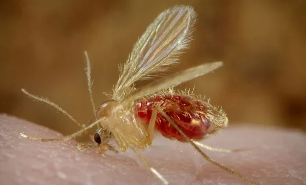 Científico venezolano desarrolla tratamiento contra la leishmaniasis