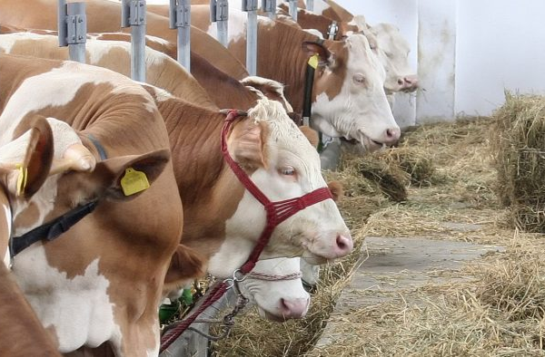 Cómo Afecta la Alimentación del Ganado a la Calidad de los Productos Lácteos y Cárnicos