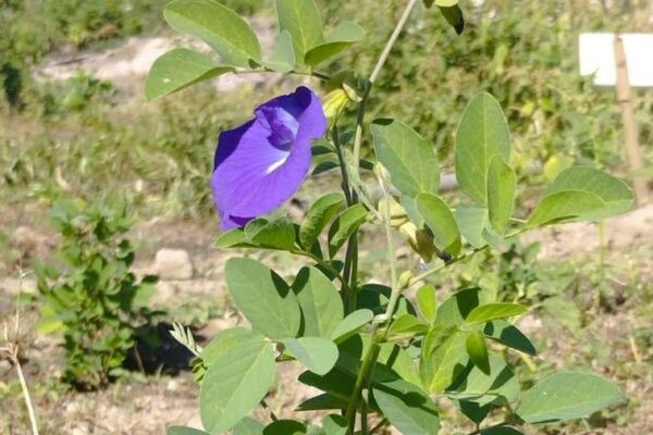 Realizan investigación sobre clitoria ternatea para la alimentación animal