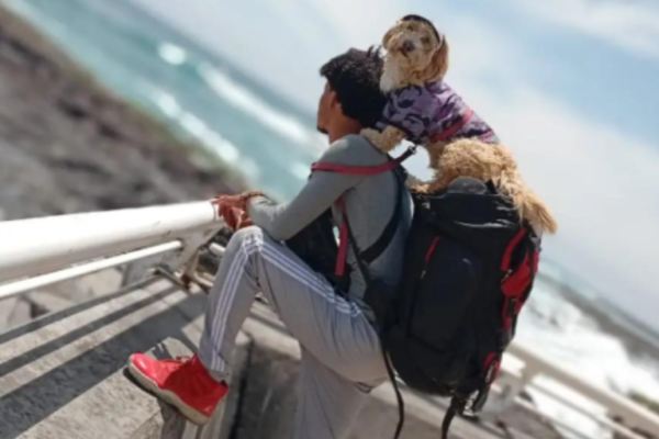 Spiker el perro viajero - Últimas Noticias