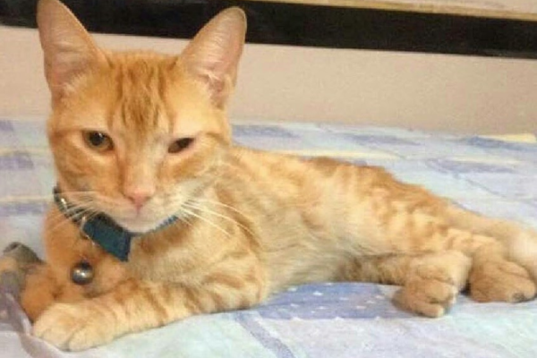 Sultán, mi gato, mi príncipe