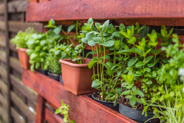 Estas son las cinco mejores plantas que repelen los mosquitos