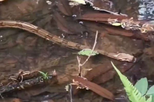 Liberan 9 tragavenados en embalse de la Costa Oriental del Lago
