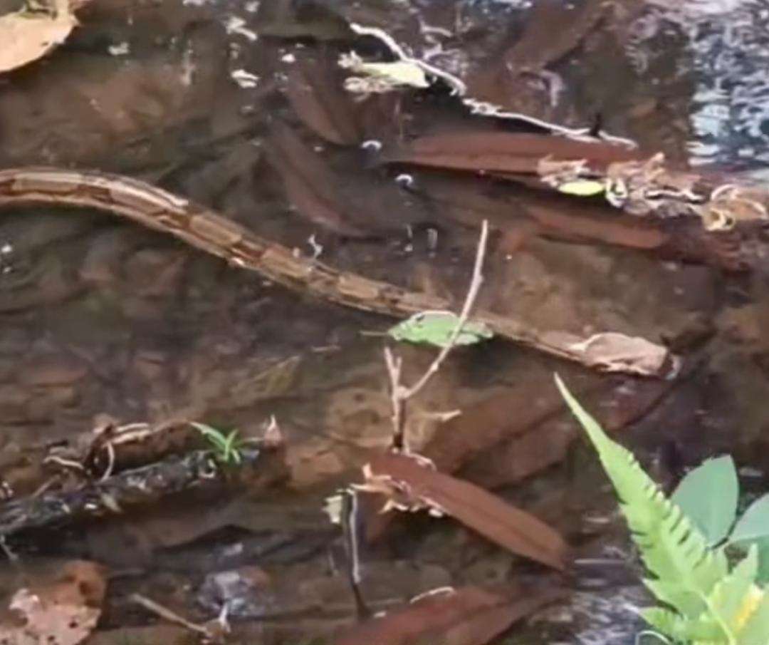 Liberan 9 tragavenados en embalse de la Costa Oriental del Lago