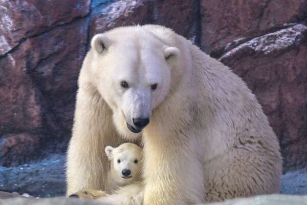 Nace en Latinoamérica la primera osezna polar