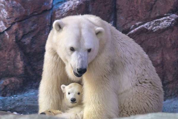 Nace en Latinoamérica la primera osezna polar