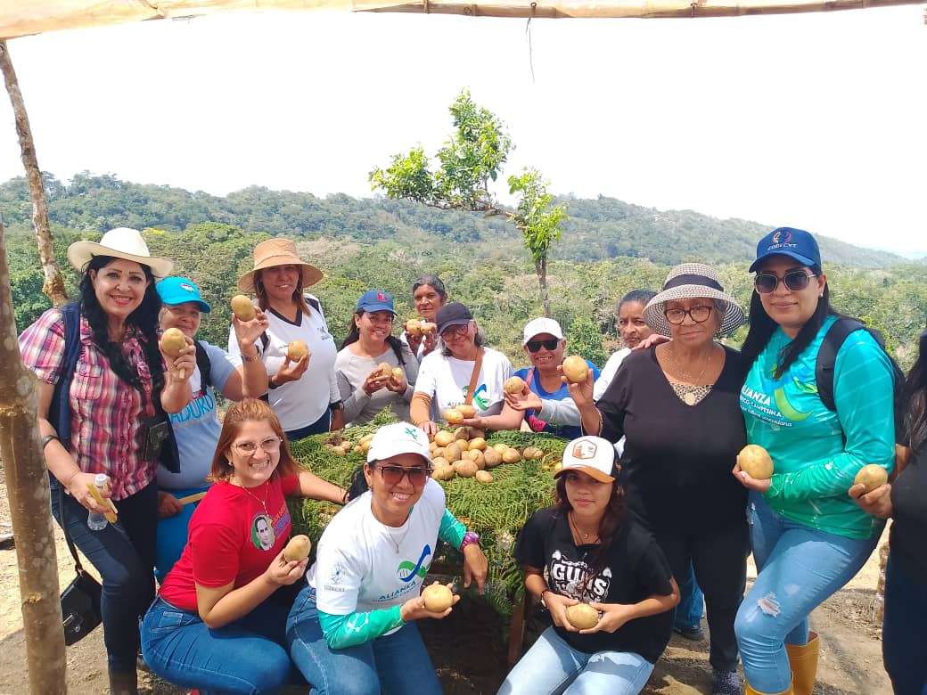 Productores de Falcón logran exitosa cosecha de papa
