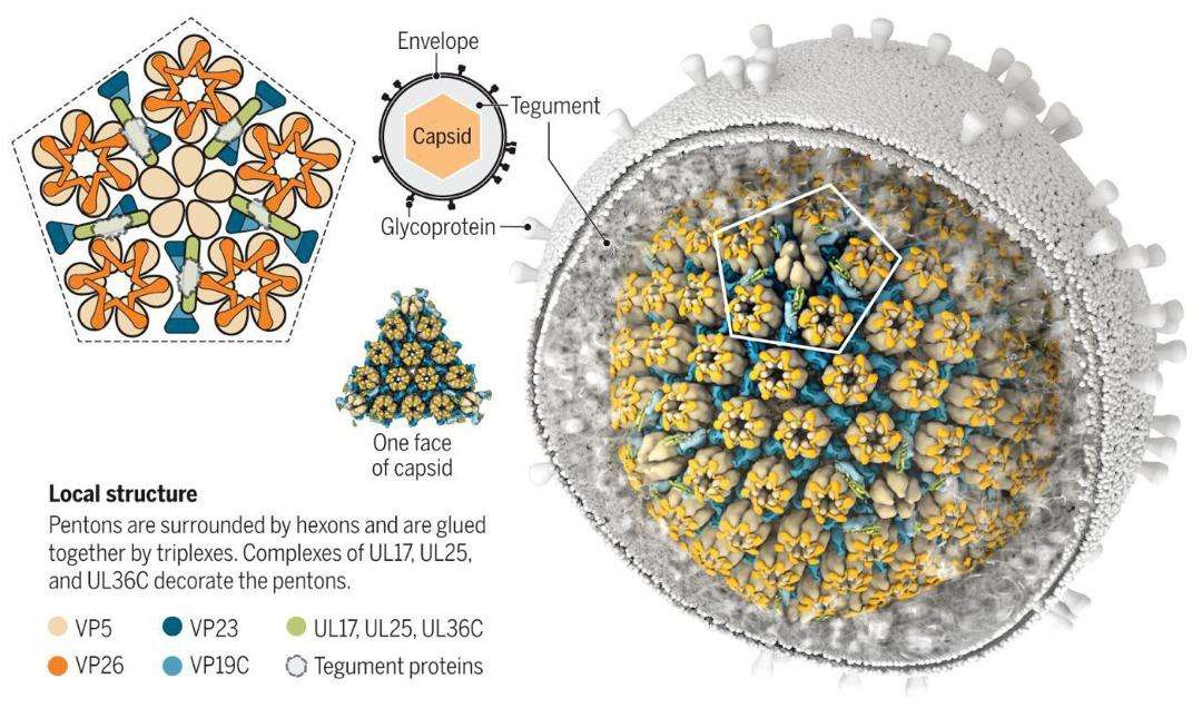 Nuevas investigaciones sugieren vínculo entre el herpes y el Alzheimer