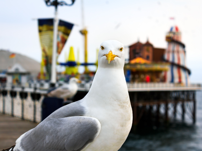 Gaviotas aprenden a maullar para recibir alimento
