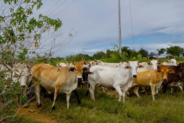 Sector ganadero quiere abrirse a la exportación de carne para atraer divisas y sustentar el trabajo del productor