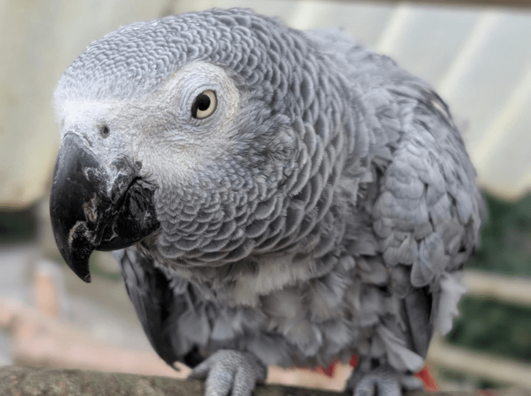 ¿Loros que insultan a los visitantes en un zoológico?
