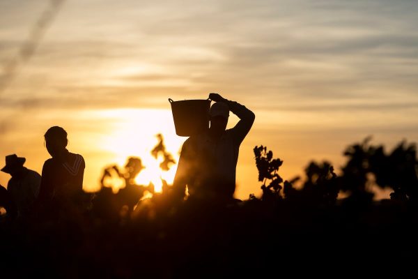 Aquí se hace magia con una nueva verdejo, realmente especial | Gastronomía: recetas, restaurantes y bebidas EL PAÍS